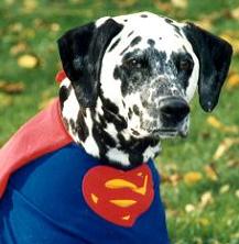 Super Dog Cassidy